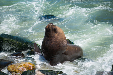 South American fur seals