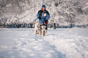 Siberian Huskys im Training