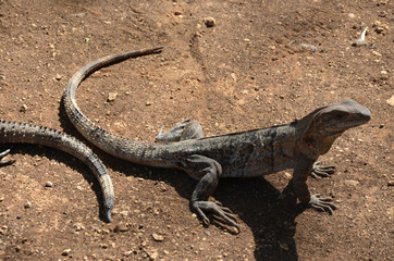 Iguana