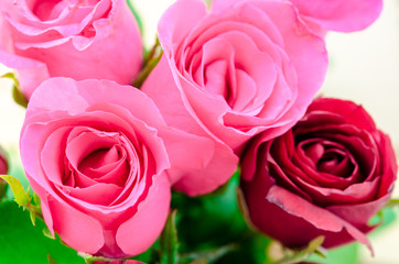 Pink and red roses.