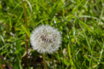 Dandelion flower in the park