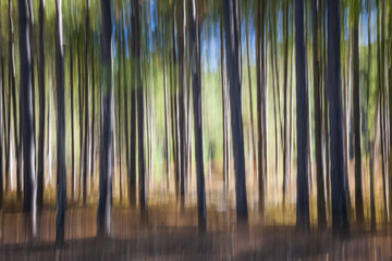 Obraz premium Pine forest