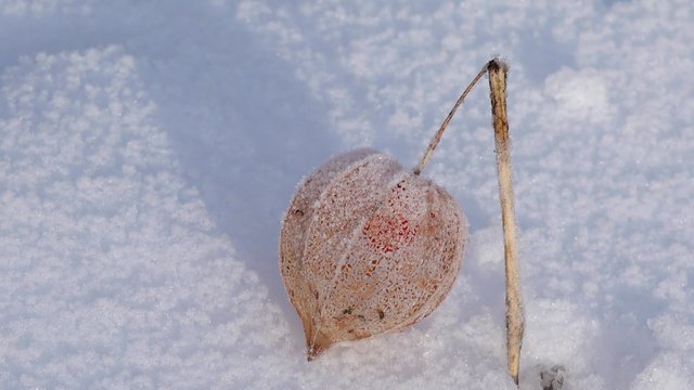 Cape gooseberry Standing in snow
