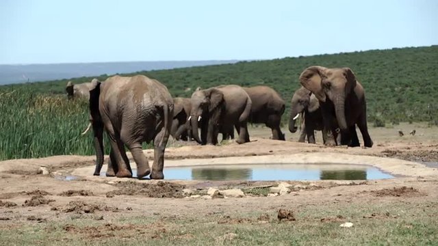 Big herd of elephants around the waterpool in Addo Elephant National Park South Africa