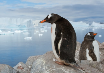 Pair of Gentoo penguins resting on the rock with icy blue background, Antarctica