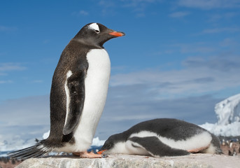 Young Gentoo penguin lying on the rock in front of his parent, with icy blue background, Antarctica