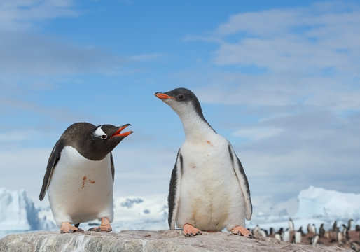 Adult Gentoo penguin with its chick standing on the rock, with icy blue background