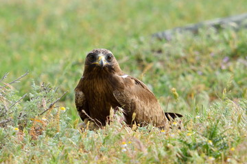 bird of prey on field  (aquila pennata)