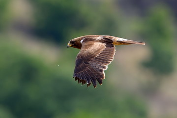 bird of prey flying (aquila pennata)