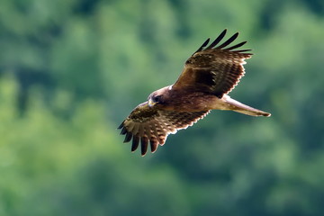 bird of prey flying (aquila pennata)