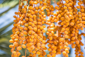 Date fruits on the tree. Close-up.