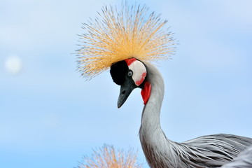 The Grey Crowned Crane (Balearica regulorum)