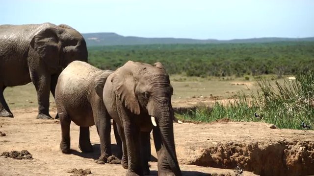 Young elephant drinking from a waterpool in Addo Elephant National Park South Africa