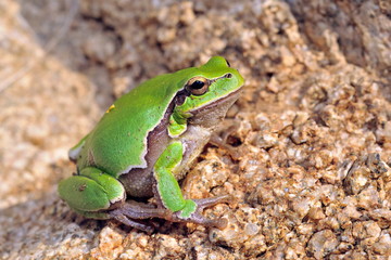 european tree-frog (Hyla Arborea)
