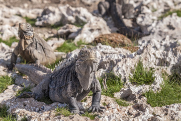 two iguanas on the rocks of a Cuban Cayo