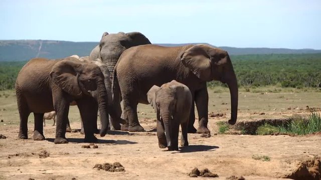 Cute baby elephant walks towards the camera in Addo Elephant National Park South Africa