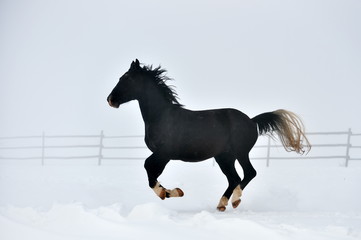 Beautiful horse running in winter