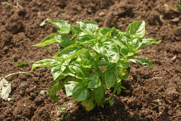 Herb basil