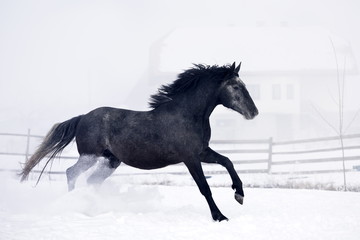 Obraz na płótnie Canvas Beautiful horse running in winter