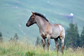 cute foal on mountain pasture