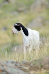 domestic goat on field in spring