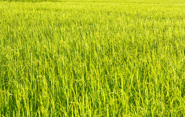 rice plantation in Thailand