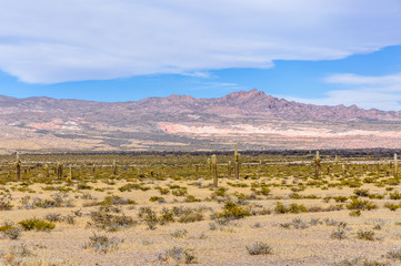 Cactus forest in los Cardones National Park, Argentina