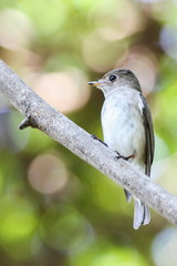 Asian Brown Flycatcher (Muscicapa Dauurica), Bird