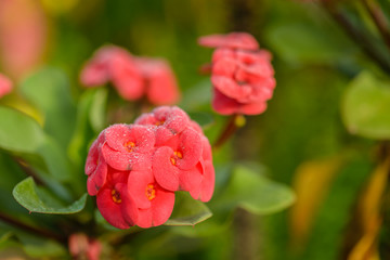 Close up sundews on red Poi Sian flowers