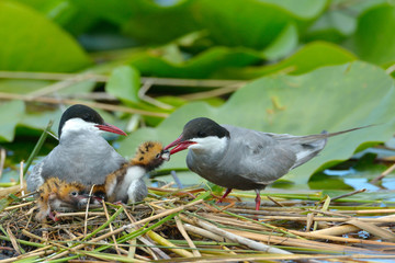 common tern feeding its chicks  (sterna hirundo)