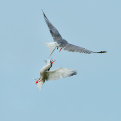 common terns against the blue sky (sterna hirundo)