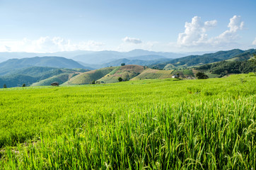 Fototapeta premium rice field on terraced