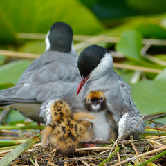 common tern feeding its chicks  (sterna hirundo)
