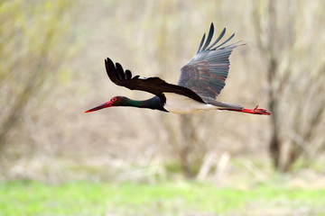 Black stork in natural habitat  - Ciconia nigra