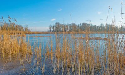 The shore of a frozen lake in sunlight 