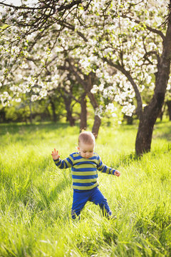 Cute Little Baby Making His First Steps Successfully. Small Boy Playing Alone In Beautiful Spring Garden At Apple Tree Blossom Background. Child Playing Outside On Spring Warm Sunny Day Allergy Season