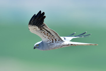 hen harrier (Circus cyaneus) © bereta
