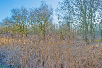 Frozen reed in nature in winter