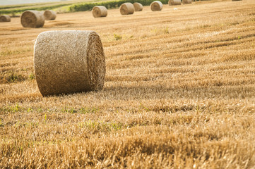 Roll of hay at farmland field