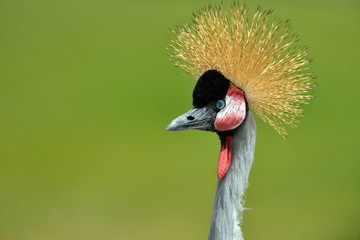 Fototapeta premium The Grey Crowned Crane (Balearica regulorum)