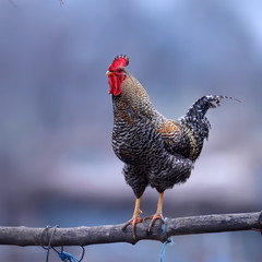 colorful rooster