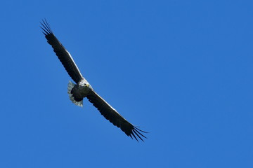 white tailed eagle (haliaeetus albicilla) flying