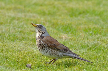 thrush outdoor (Turdus Obscurus)