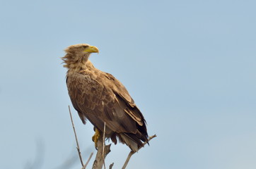 white-tailed eagle