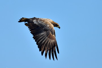 The white-tailed eagle (Haliaeetus albicilla)