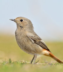 black redstart (phoenicurus ochruros)