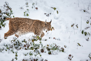 Eurasian Lynx (Lynx lynx) walking quietly in snow