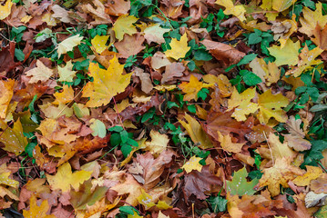 Texture of green grass and autumn leaves lying on the ground
