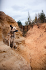 Mixed breed dog walking in the woods, the lake, on the sandy shore