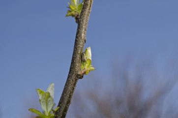 Buds on a tree at the spring time